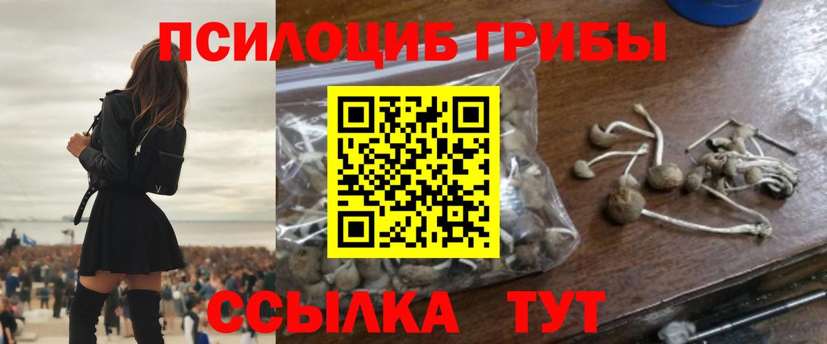 Галлюциногенные грибы Psilocybe Большой Камень